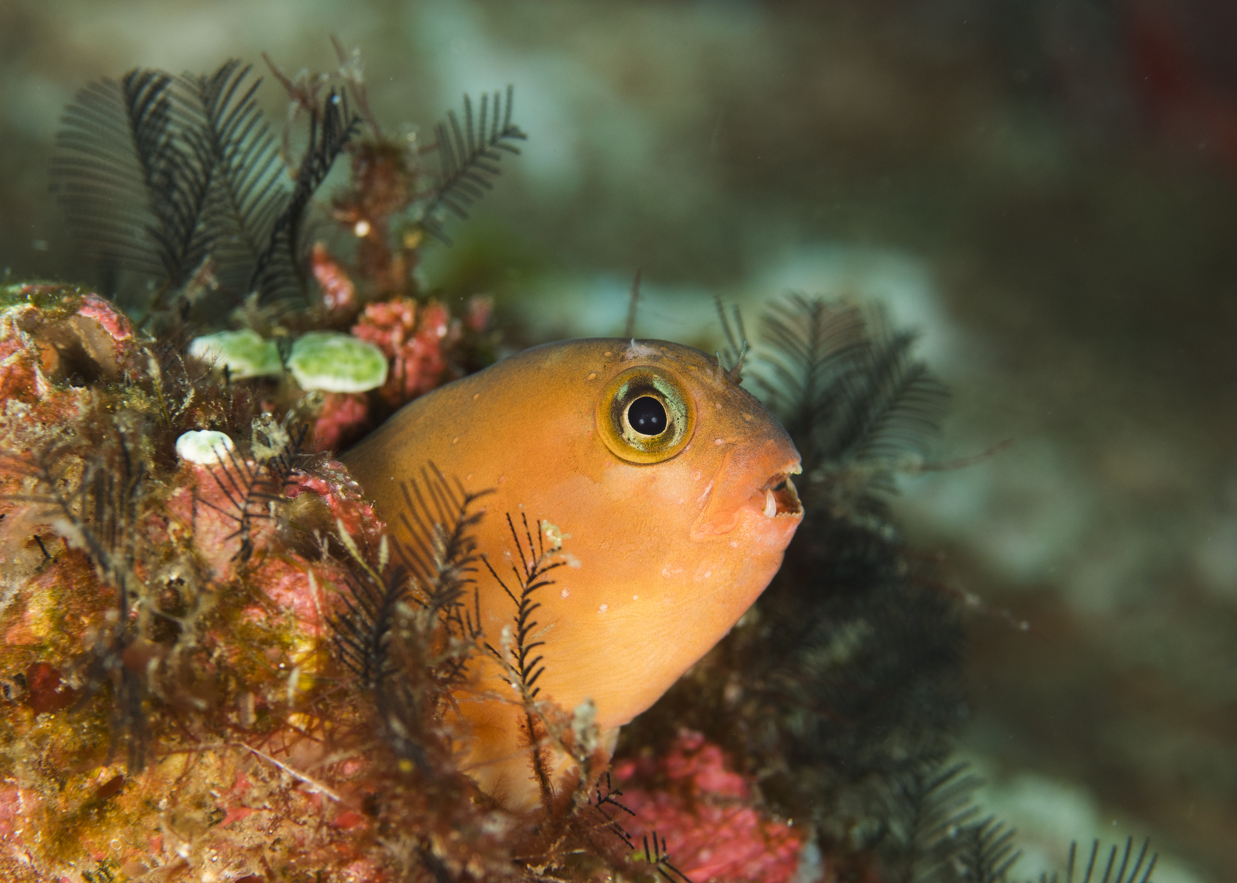 Foto's Komodo Marleen Baas
